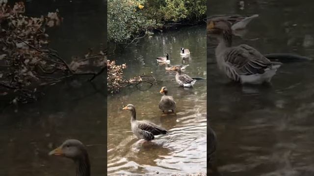 Beautiful natural communication between birds morning charm смотреть онлайн
