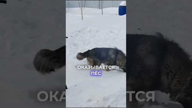 История любви, тепла и сугробов... | Одиссей
