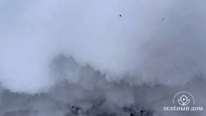 Зимовка ❄️  маточных  растений и наших саженцев