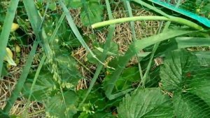 Начало клубничного сезона 2021. ЧИВ-64, СИБИЛА, ВЕРИТИ первая проба, но выводы делать рано...