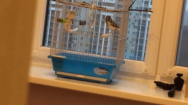 Пение кенара смотреть онлайн