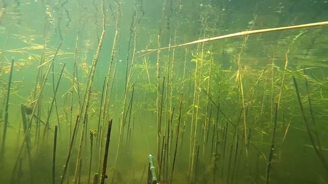 Подводная охота. Поиск и след присутствия леща. Действуем тихо. Рыба не пострадала. смотреть онлайн