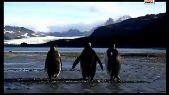 X Mode   В Мире Животных смотреть онлайн