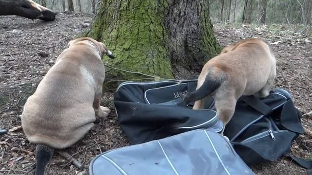 Жасмин и Жан-Клод гуляют (щенки ка де бо) смотреть онлайн