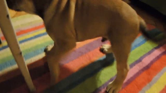 ка де бо Барсюша 1мес