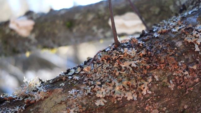 Зимний лес - муз.Светлый свет смотреть онлайн