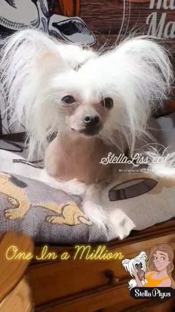 УшкиБабочки.КитайскаяХохлатаяМиниатюрная(21,5см, 2,7кг)Полёт #hairlessdog #chinesecrested #миникхс