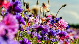 Сергей Риневич "Полевые цветы"
для саксофона альта и оркестра
солист Владимир Устьянцев