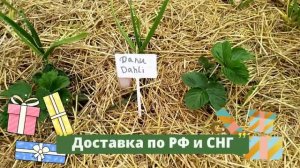 Супер новинки 2022 Клубники