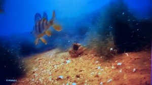 Ловим раков зимой на мотыля !