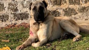 Shepherd Kangal Dog Couldn't Protect His Flock Of Sheep From Wolves, Then Look What Happened
