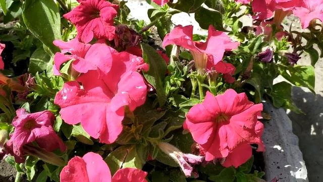 Лжец 2 серия русская озвучка | Анонс и Дата выхода смотреть онлайн