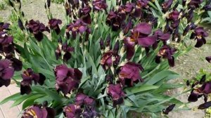 Акушерка. Счастье на заказ 3 сезон 1 серия