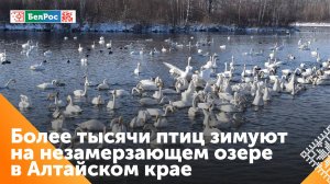 Тысячи лебедей прилетели на зимовку в Алтайский край