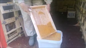 сбор пыльцы на пасеке Берендей