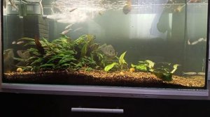 Окуни в аквариуме