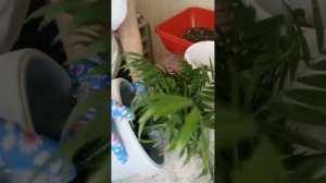 Хамедорея на Автополиве