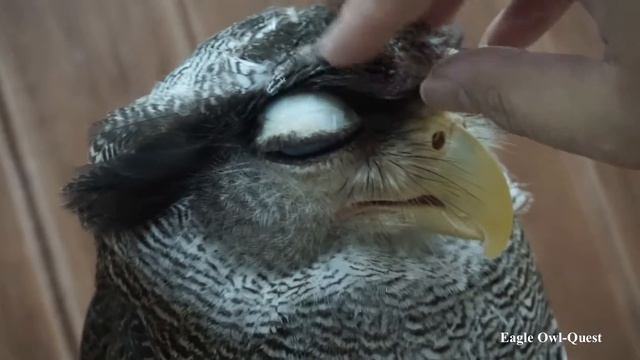 Bonding time with Eagle Owl (Choco) フクロウ ワシミミズク сова сыч филин 雕鸮 猫头鹰 올빼미목 Burung Hantu