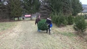 АМЕРИКА Выбираем на ферме и наряжаем елку