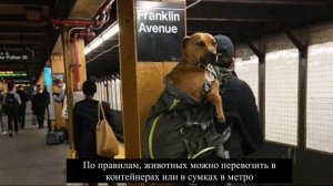 Животные и транспорт. Порядок перевозки животных в ММ.