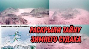 Зачем СУДАК стаей сидит на гнёздах ЗИМОЙ?! ПОДВОДНАЯ СЪЕМКА.