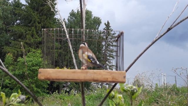 Белобородый щегол. смотреть онлайн