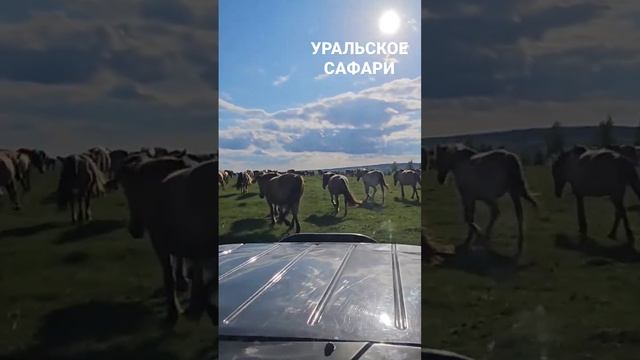 Уральское сафари к самым древним лошадям #ранчонаурале