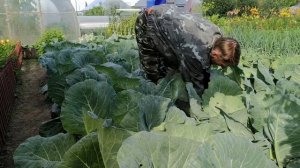 Обработка капусты.