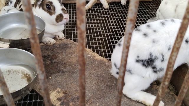 Летние клетки для кроликов смотреть онлайн