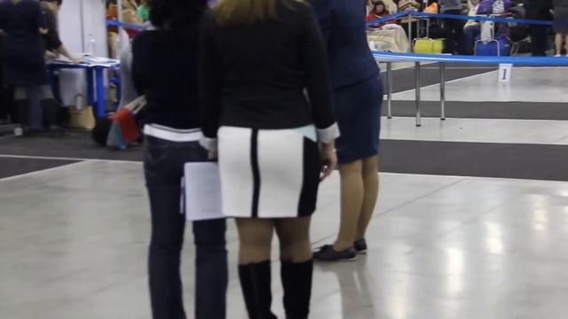 Евразия 1 скотч-терьер  кобели юниоры