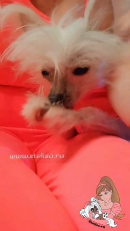 ДоброеУтро #ccd #chinesecrested #миникхс #shortsvideo#китайскаяхохлатая #hairlessdog #доброеутро