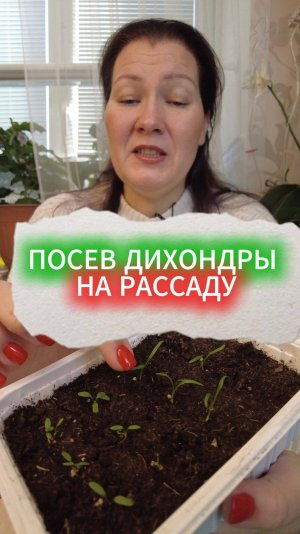 КАК ПОСЕЯТЬ НА РАССАДУ ДИХОНДРУ