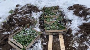 Как я буду хранить саженцы клубники зимой❄️