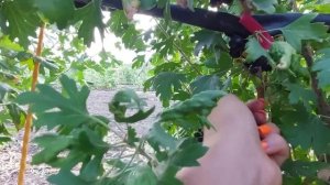 Очень крупная и сладкая золотистая смородина