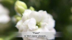 РАМО 16 серия русская озвучка АНОНС
