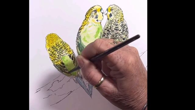 ink and watercolour budgies смотреть онлайн
