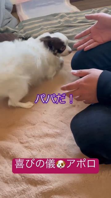 喜びの儀 #apolo #chihuahua #dog #犬 #doglover #アポロ #チワワ #baby #喜び #トリセツ #特徴 #クセ #クセになる #shorts #ワチチはアポロ смотреть онлайн