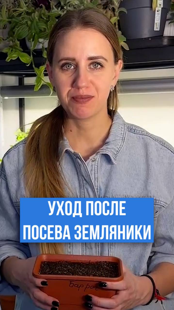 Правильный уход за земляникой после посева семян.