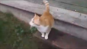 Деревенские васьки