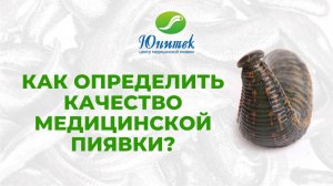 Как выбрать пиявку?