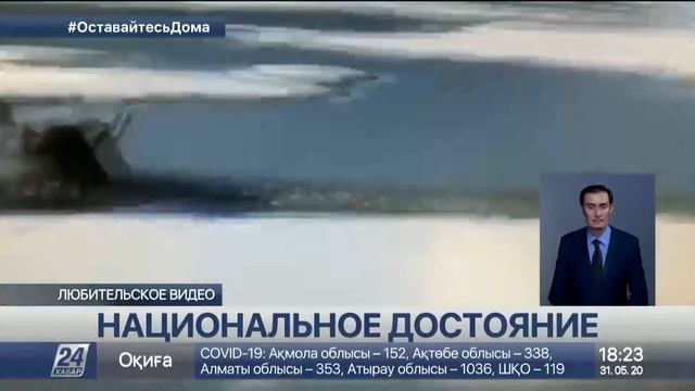 О единых стандартах породы тазы идут споры в Казахстане