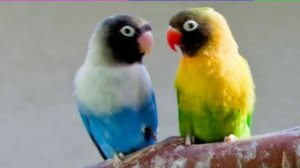 How to start Lovebirds Business from cheap mutation//Effective method for money @birdschannal