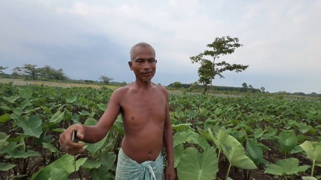 Profitable Agriculture Business || Taro cultivation ॥ थारुन  आबाद