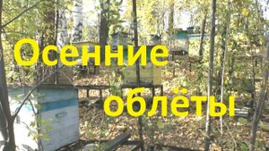 Очень важно для пчел осенью