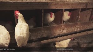 И яйца будешь собирать вёдрами. Несколько советов