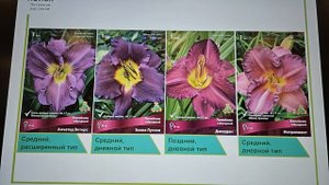 Посадите лучшие сорта лилейников. Фото с названиями. Лучшие многолетники для сада и патио.