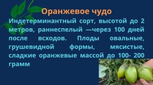 5 сортов томатов для выращивания в холодных регионах страны в 2023 году