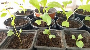 Сажаем рассаду перца в теплицу. Коротко о томатах. Рассада капусты.