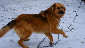 Собачки сидят на цепи показ слайдов 2015!