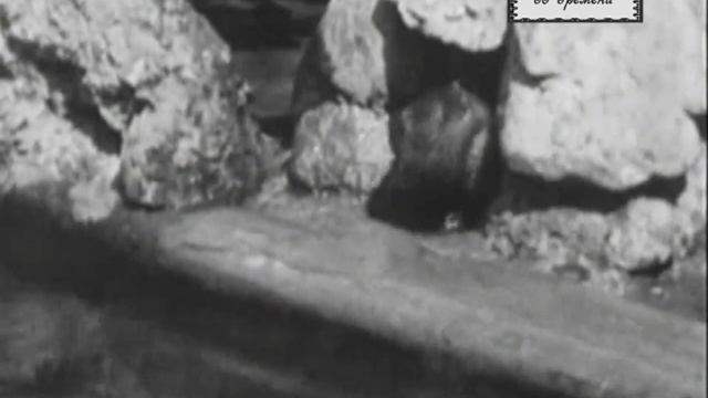 Московский зоопарк на Большой Грузинской. Кинохроника 1927 года смотреть онлайн